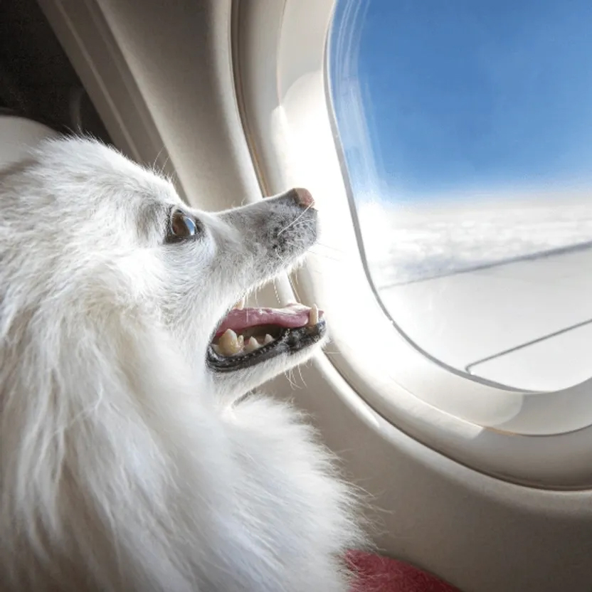 Small dog safely in a TSA-approved carrier on an airplane